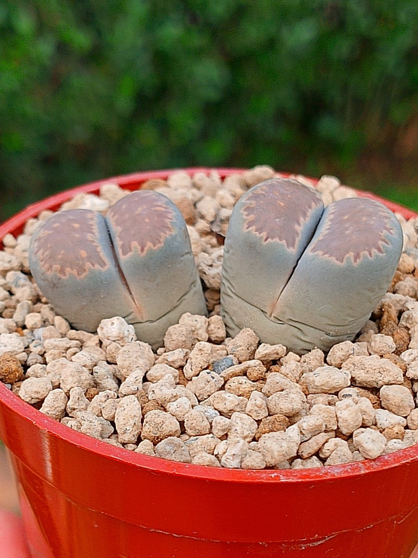 Lithops Salicola | 2 cabezas