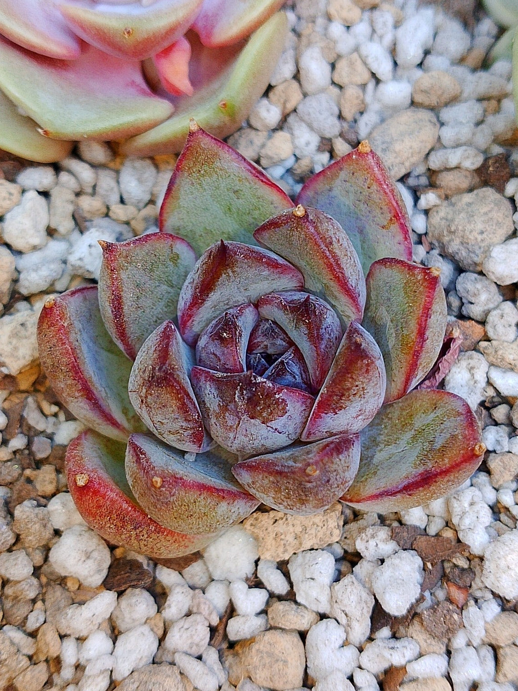 Echeveria Yuna