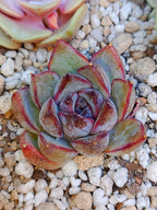 Echeveria Yuna