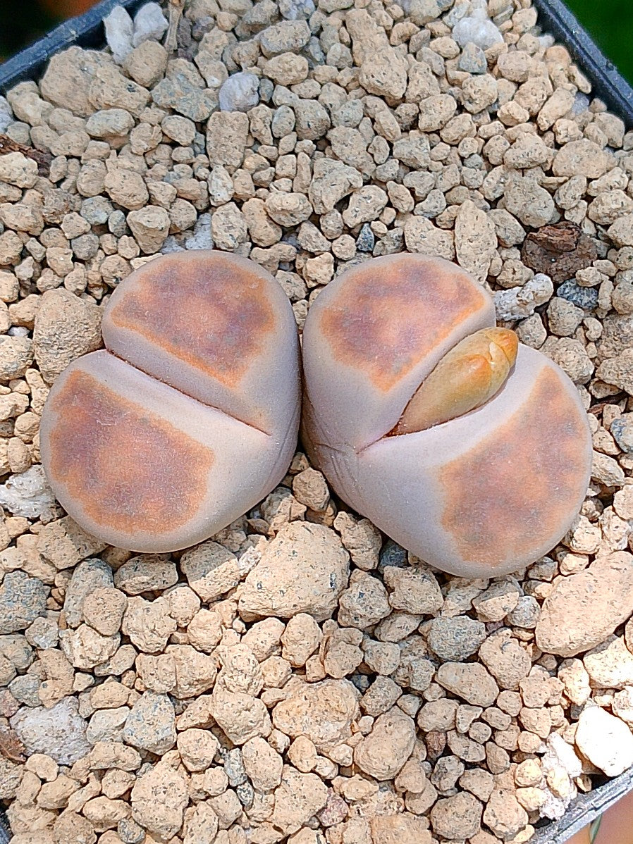 Lithops Karasmontana  | 2 cabezas