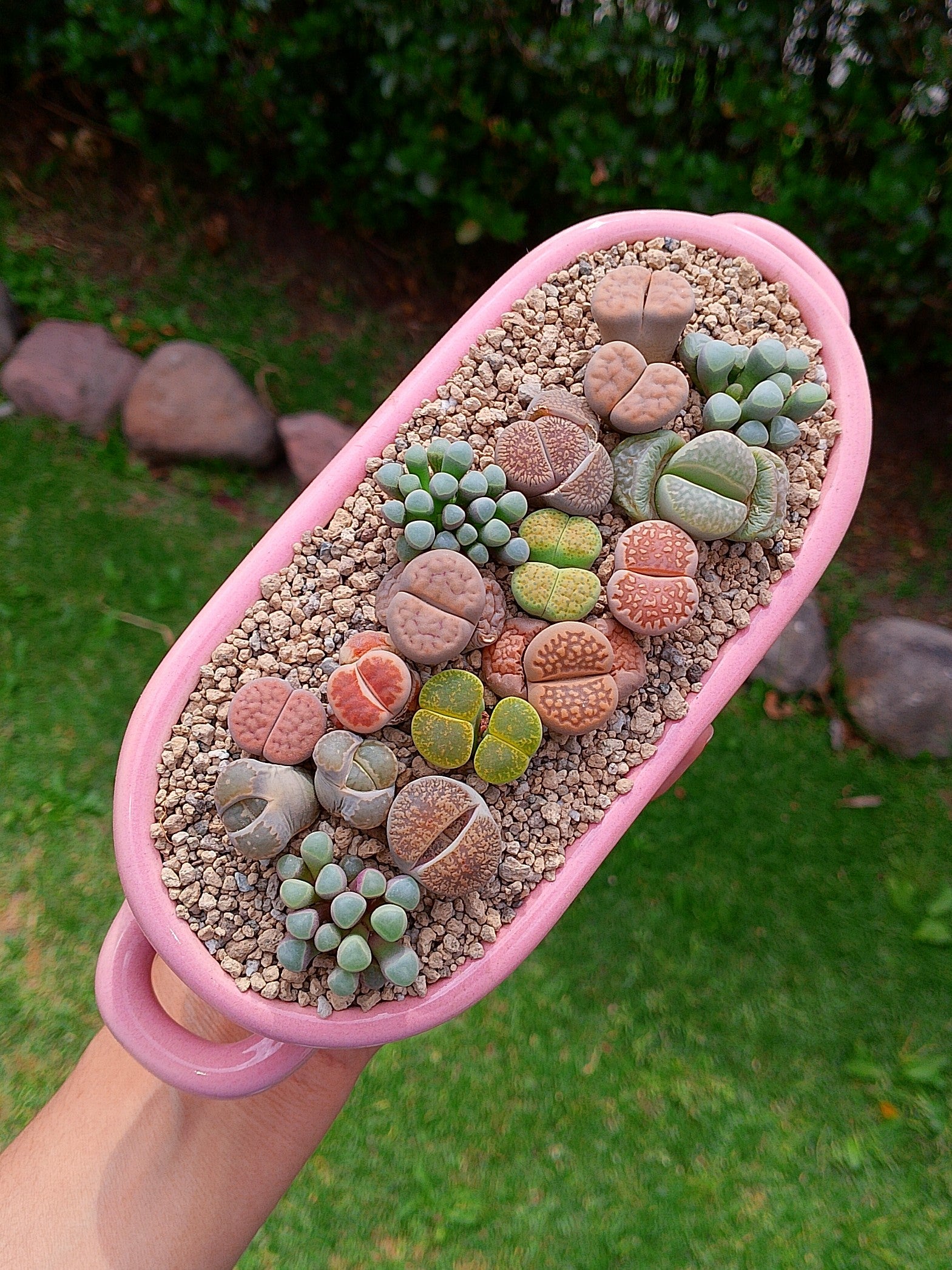 Paquete lithops Mix - Tina A