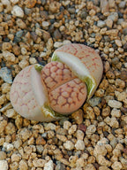 C038 	Lithops hookeri v. lutea