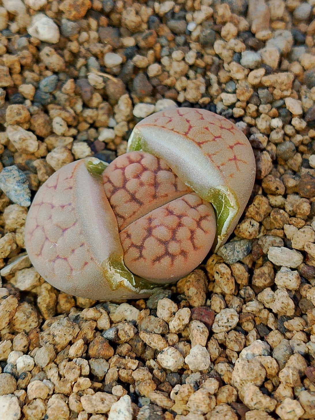 C038 	Lithops hookeri v. lutea