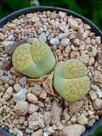 Lithops Fulviceps - 2 cabezas