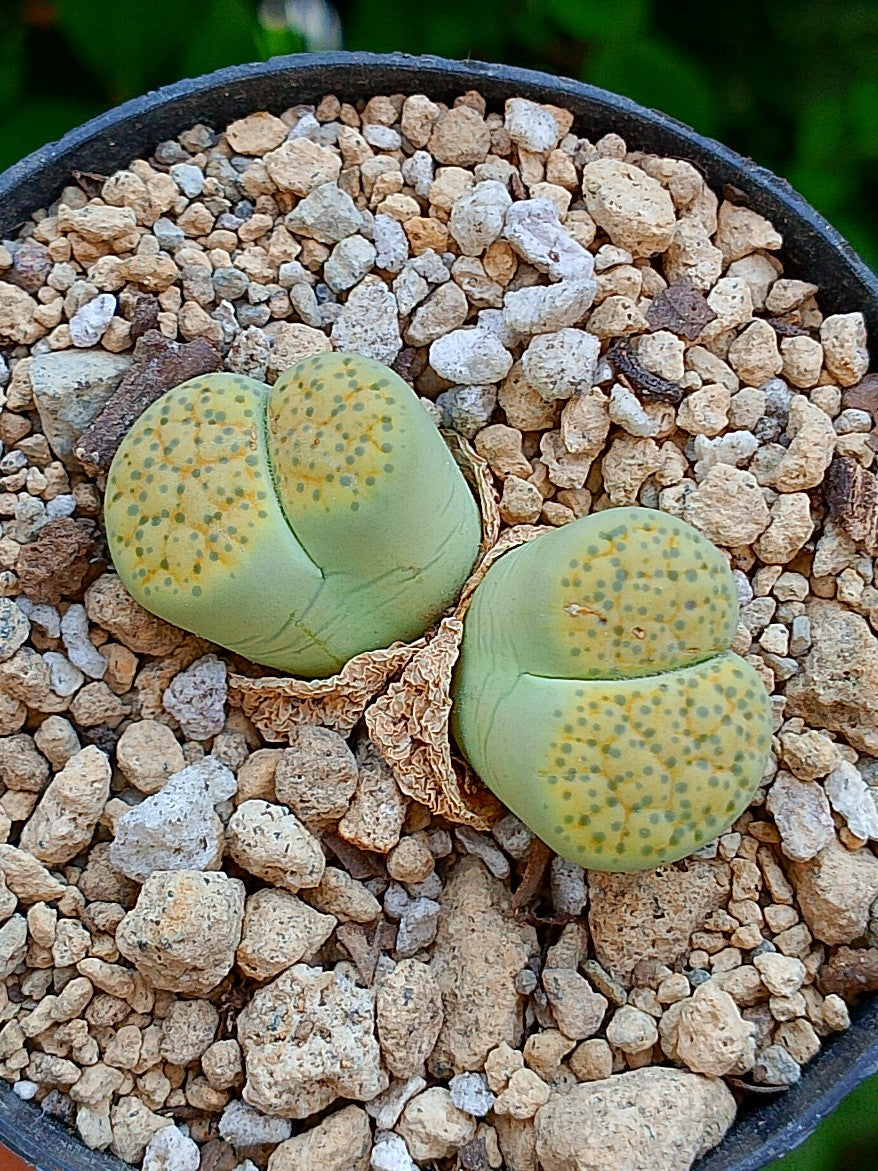 Lithops Fulviceps - 2 cabezas