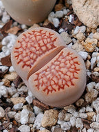 C098 	Lithops hallii v. ochracea