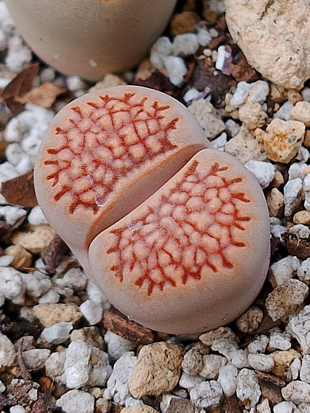C098 	Lithops hallii v. ochracea