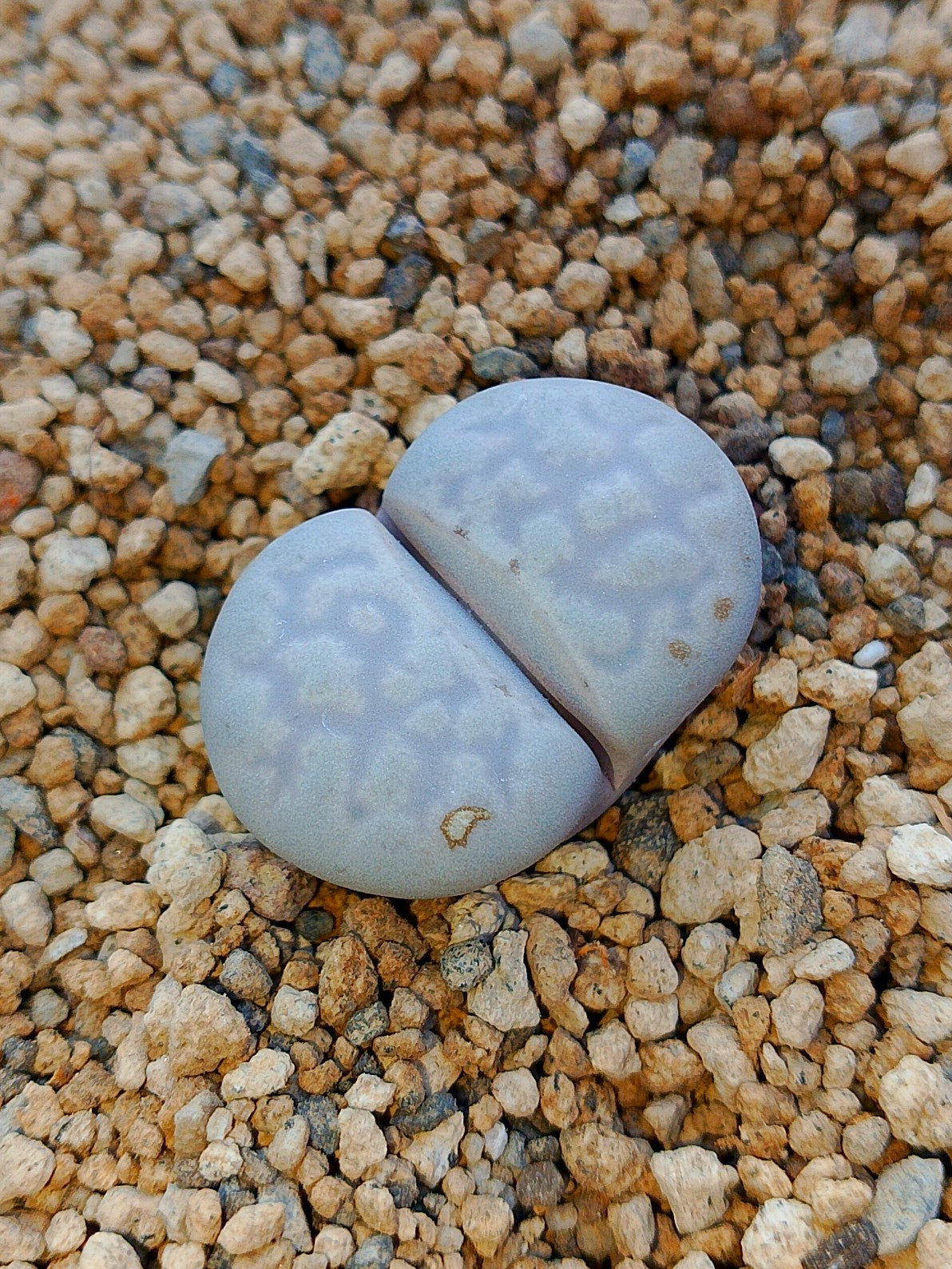 C297 	Lithops julii ssp. julii