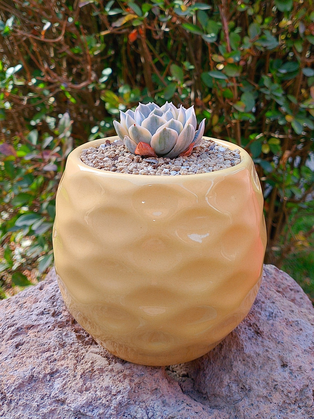 Echeveria Anna Rose variegada