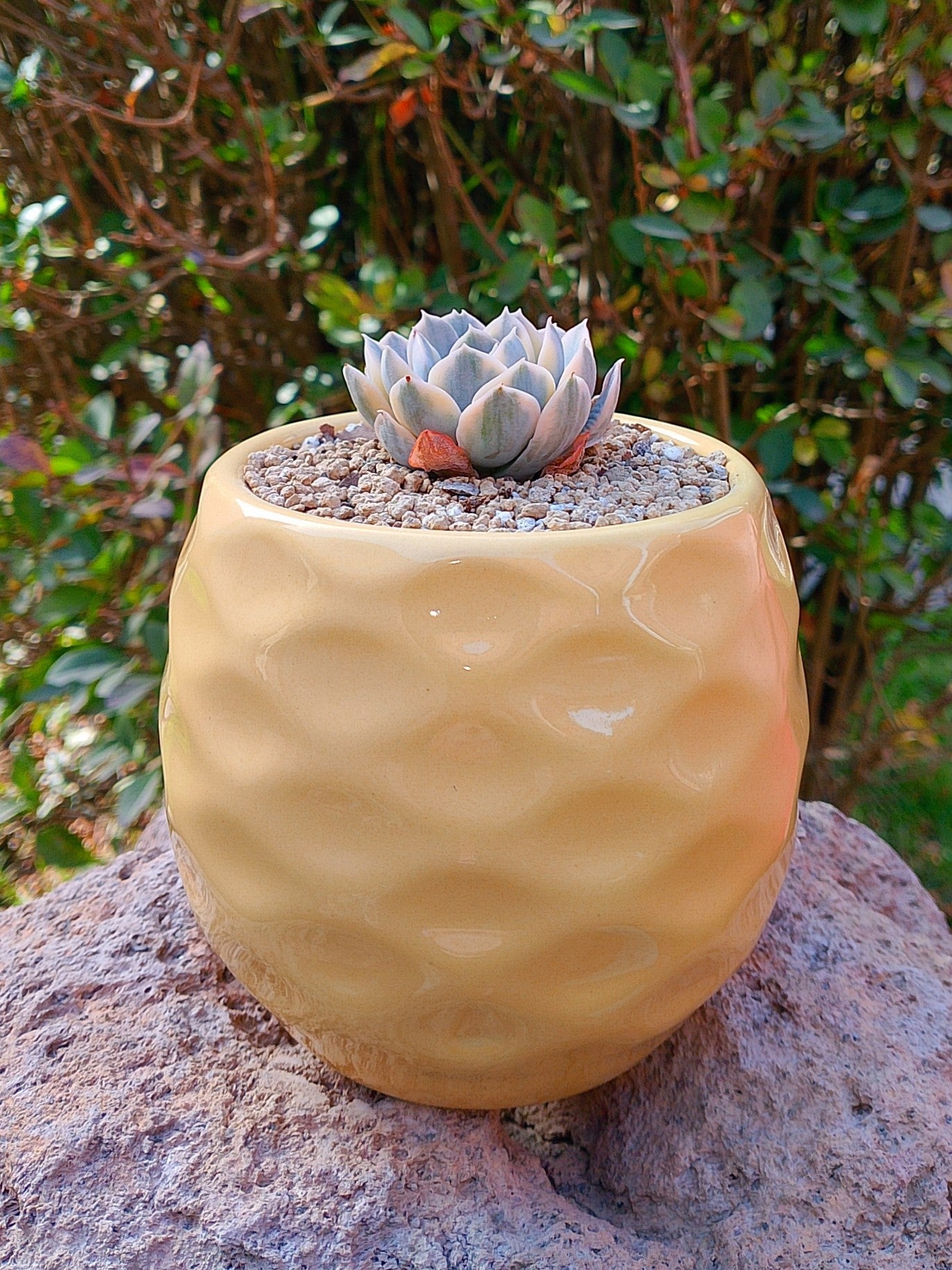 Echeveria Anna Rose variegada