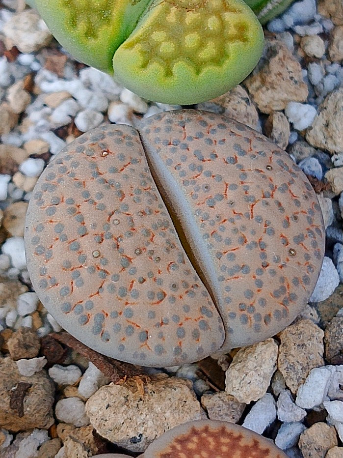 C170 	Lithops fulviceps v. fulviceps