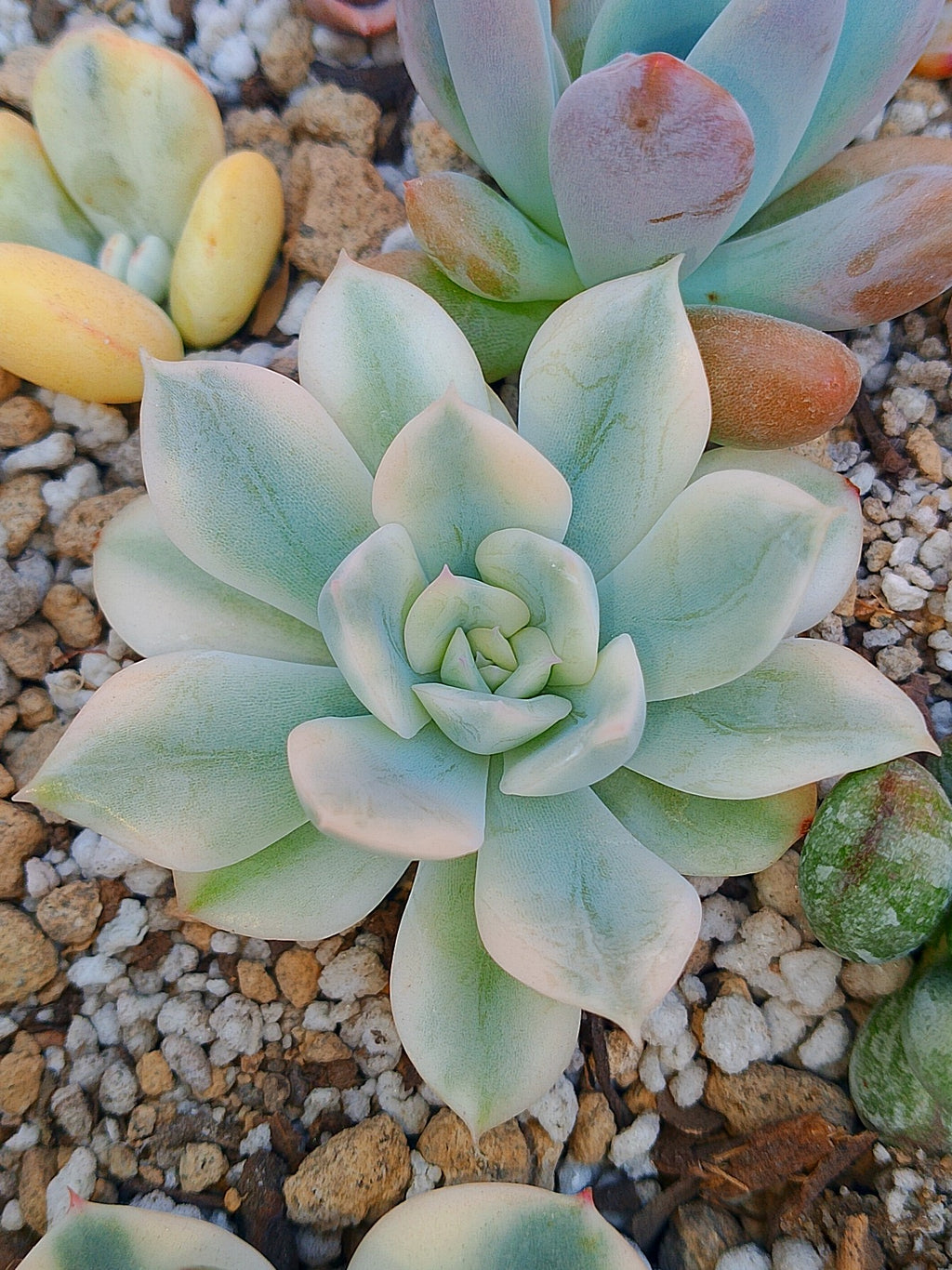 Echeveria Moon Fairy variegada | maceta 3"