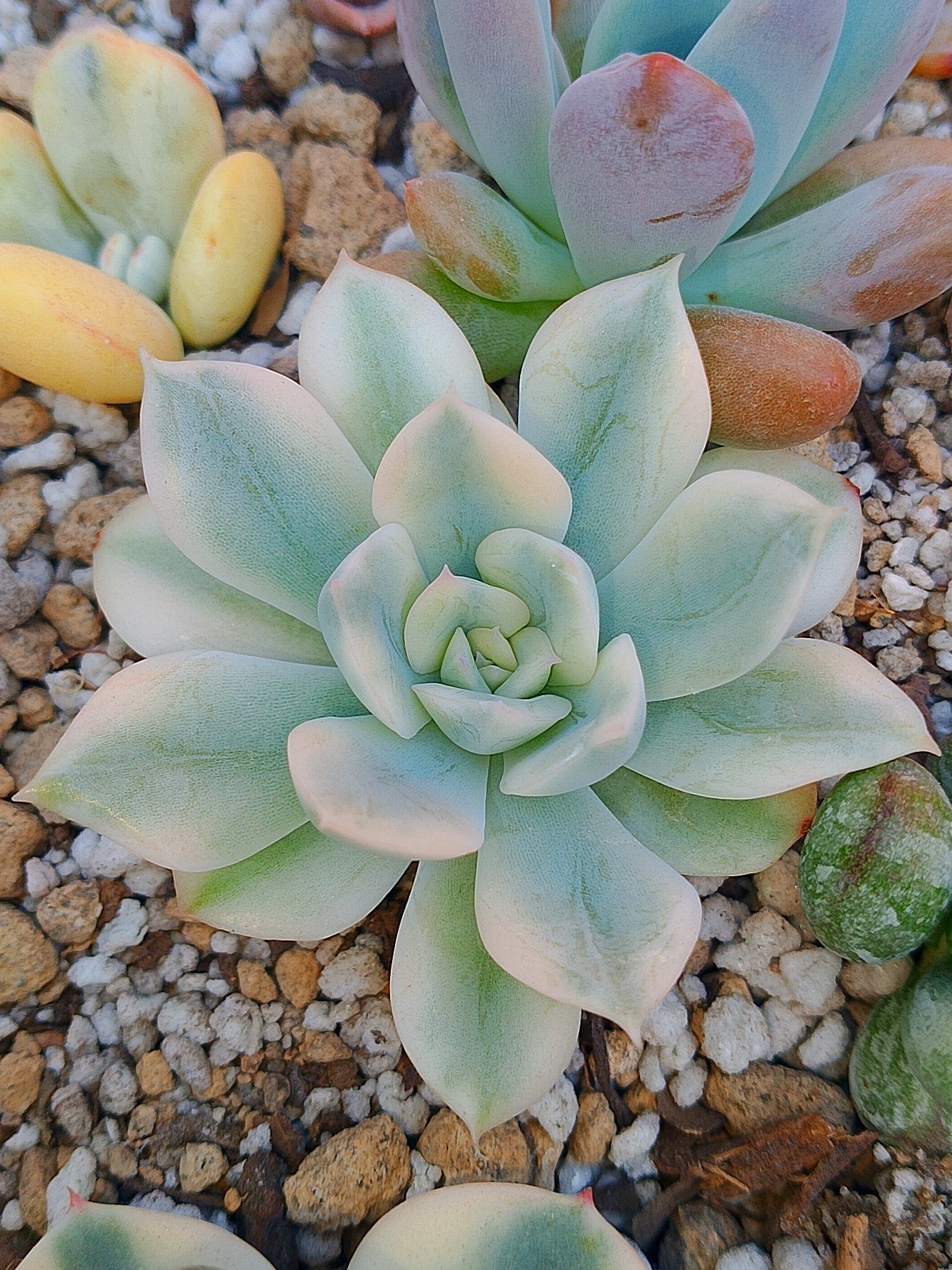 Echeveria Moon Fairy variegada | maceta 3"
