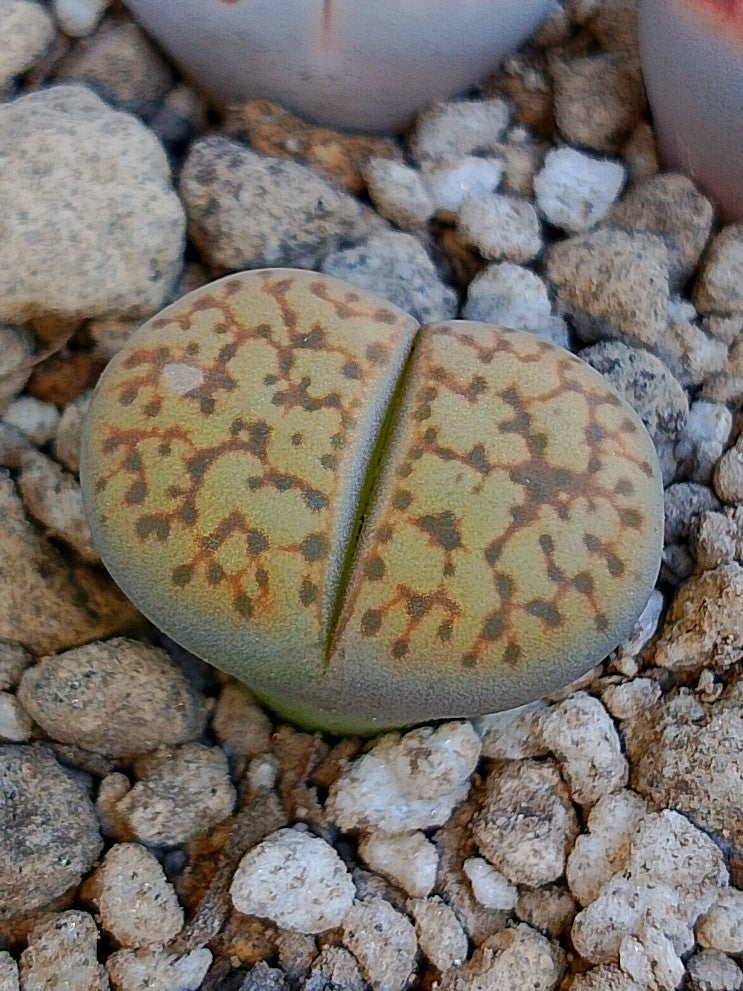 C406 	Lithops gesinae v. gesinae