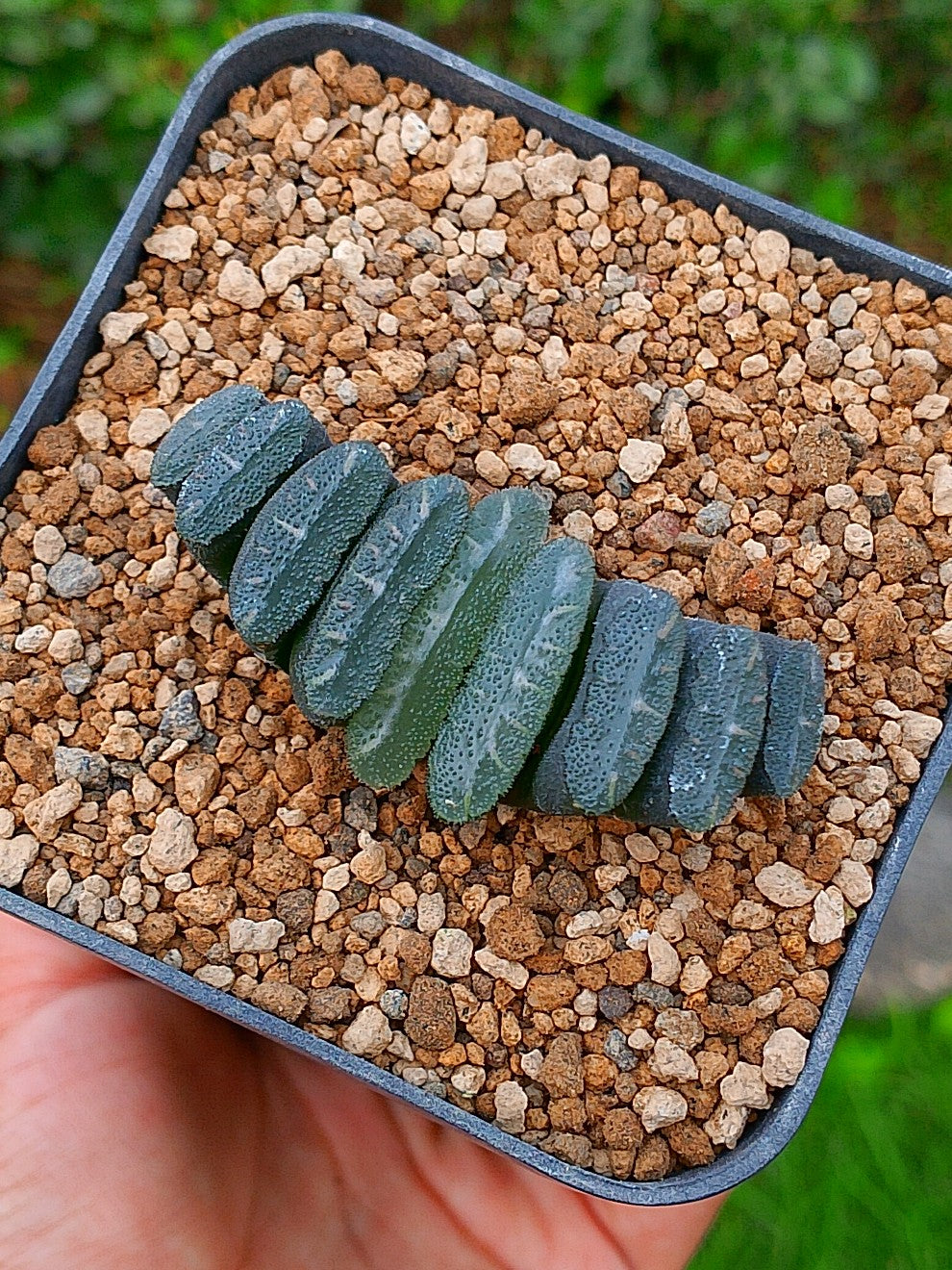 Haworthia truncata | maceta 3.5'