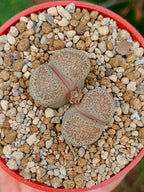 Lithops Terricolor | 2 cabezas