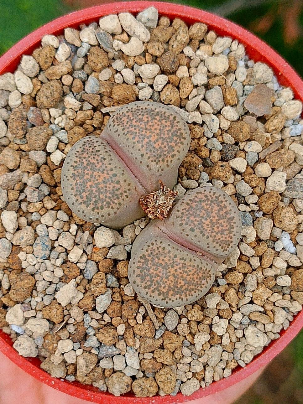 Lithops Terricolor | 2 cabezas