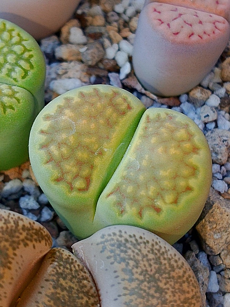 C111A Lithops hallii v. ochracea 'Green Soapstone' A