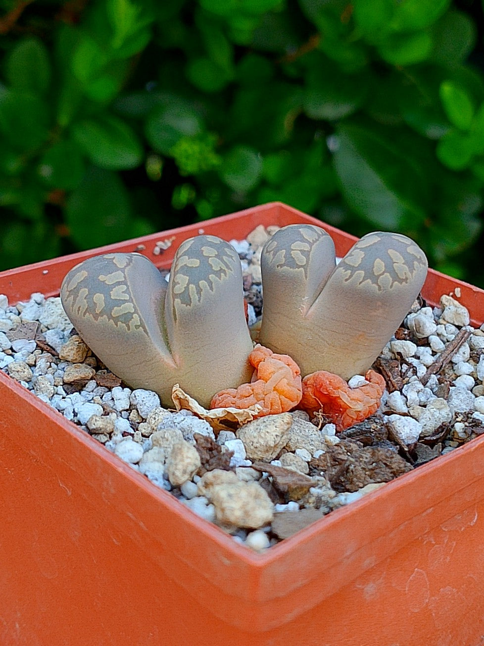 Lithops Otzeniana  | 2 cabezas