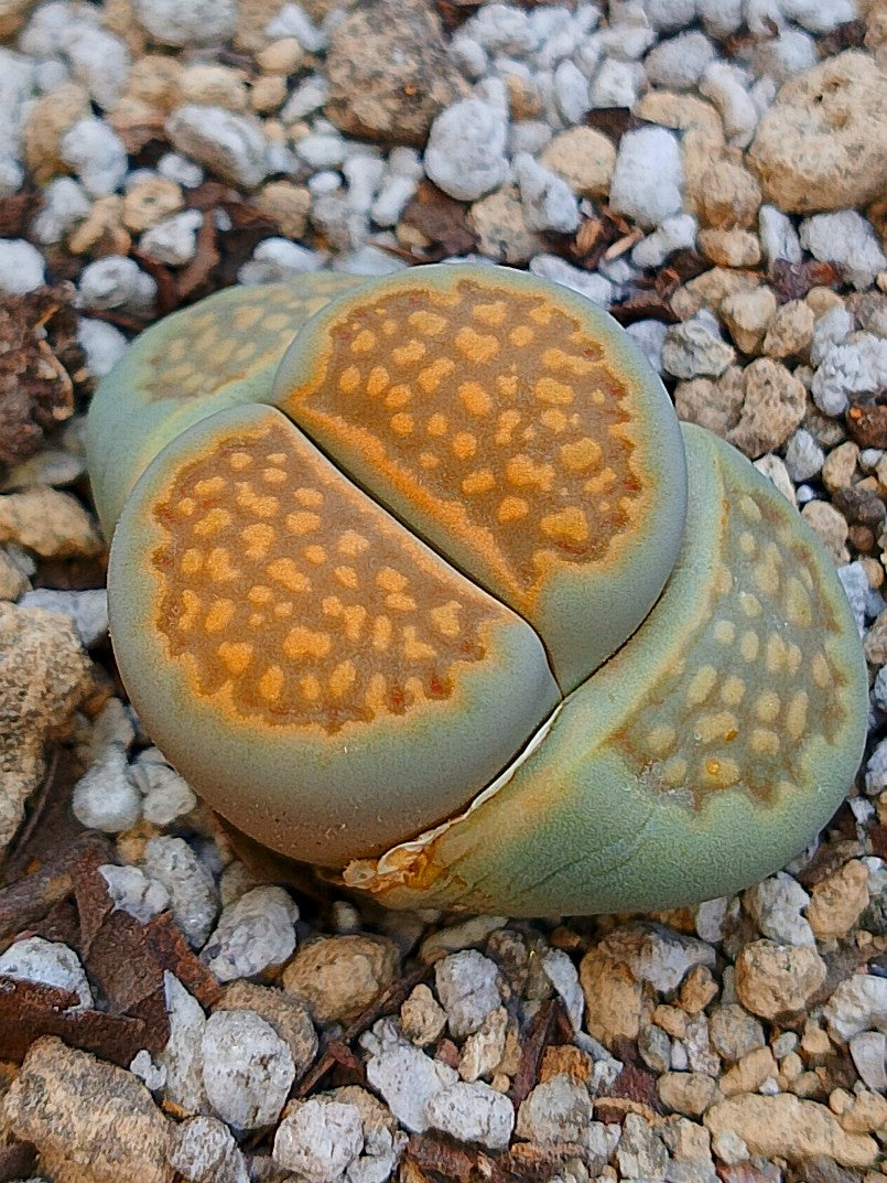 CL009 Lithops Hallii