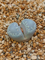 C350 	Lithops otzeniana