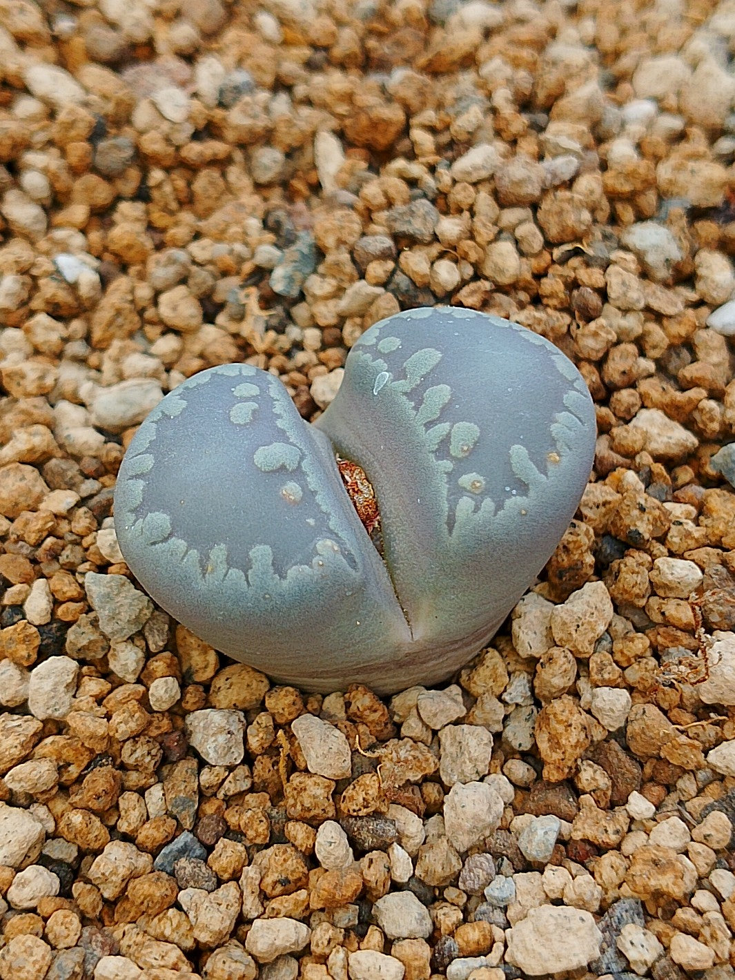 C350 	Lithops otzeniana