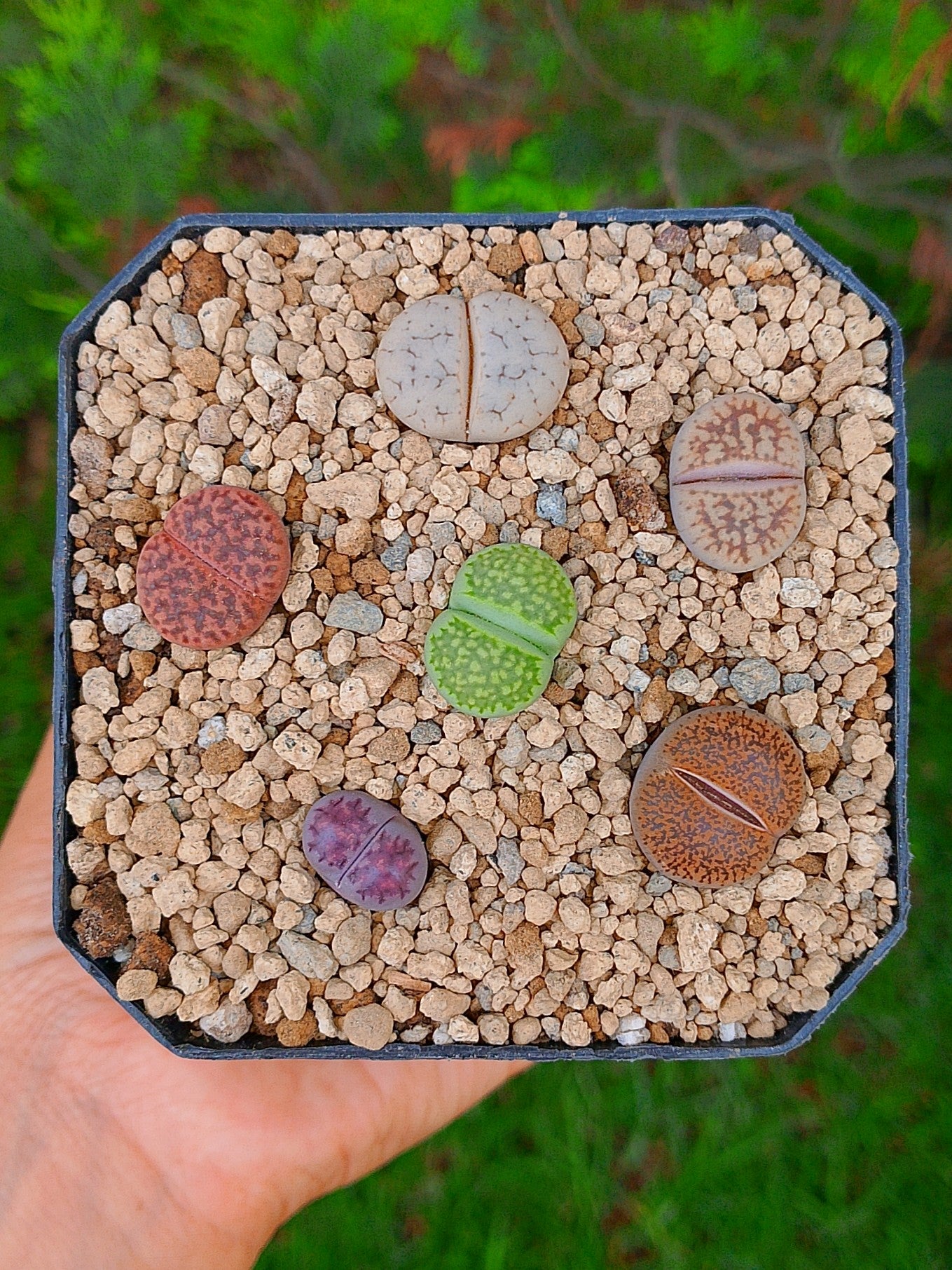 Paquete lithops cultivares V | maceta de 3.5"