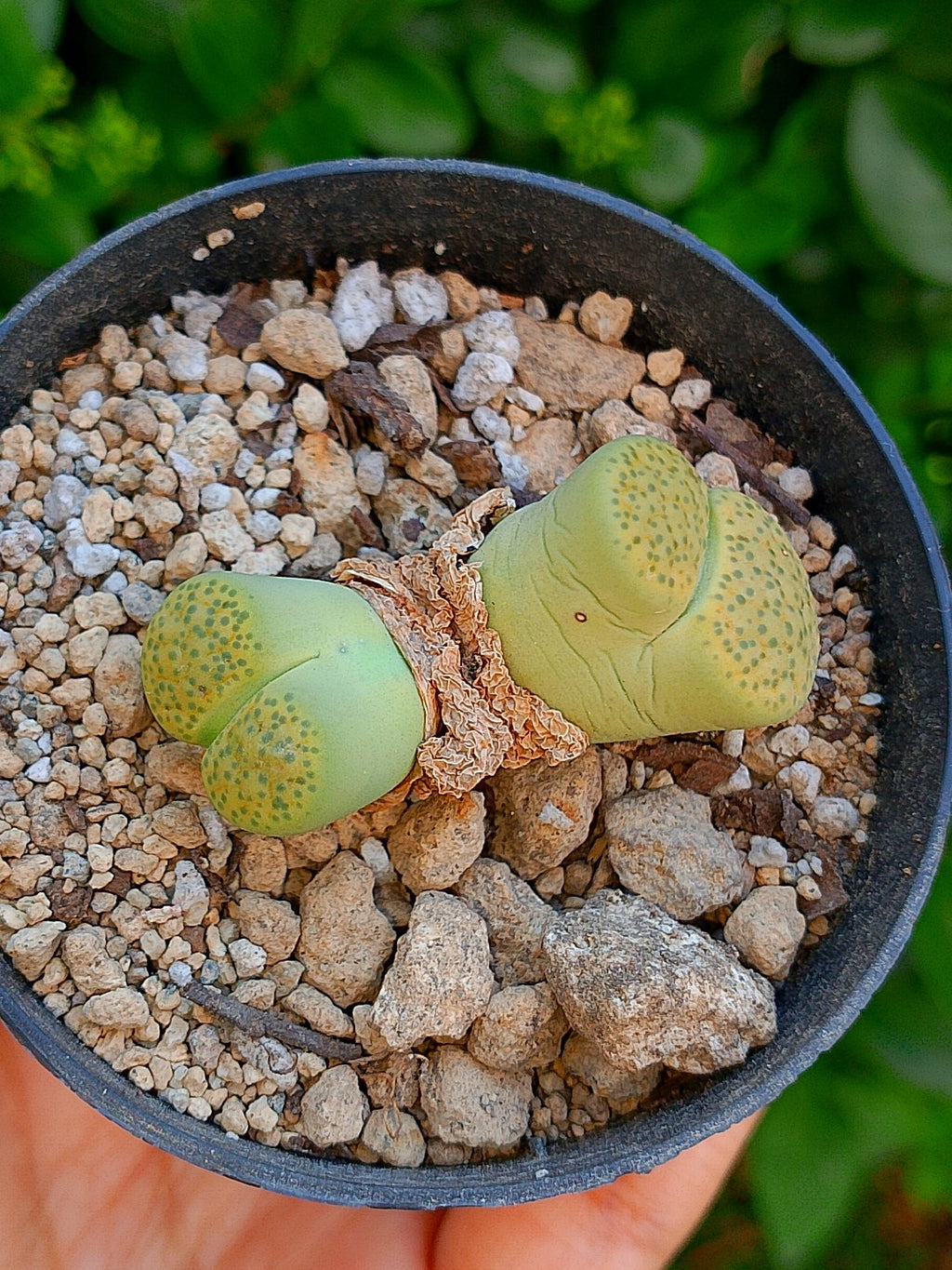 Lithops Fulviceps var aurea - 2 cabezas