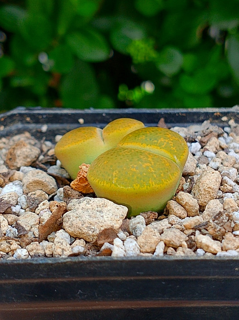 Lithops Leslie  | 2 cabezas