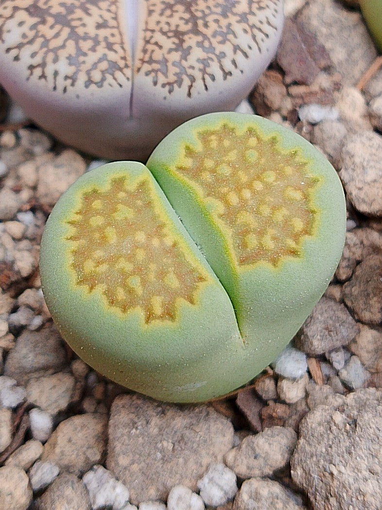 C111A Lithops hallii v. ochracea 'Green Soapstone' A