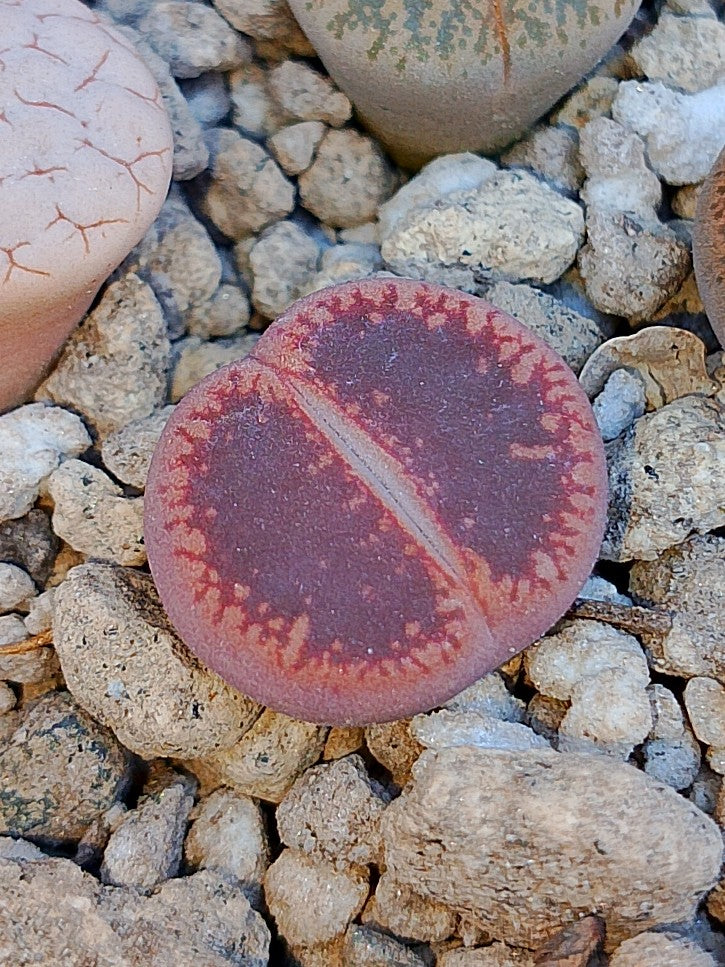 Lithops aucampiae 'Rudesheim Ruby'