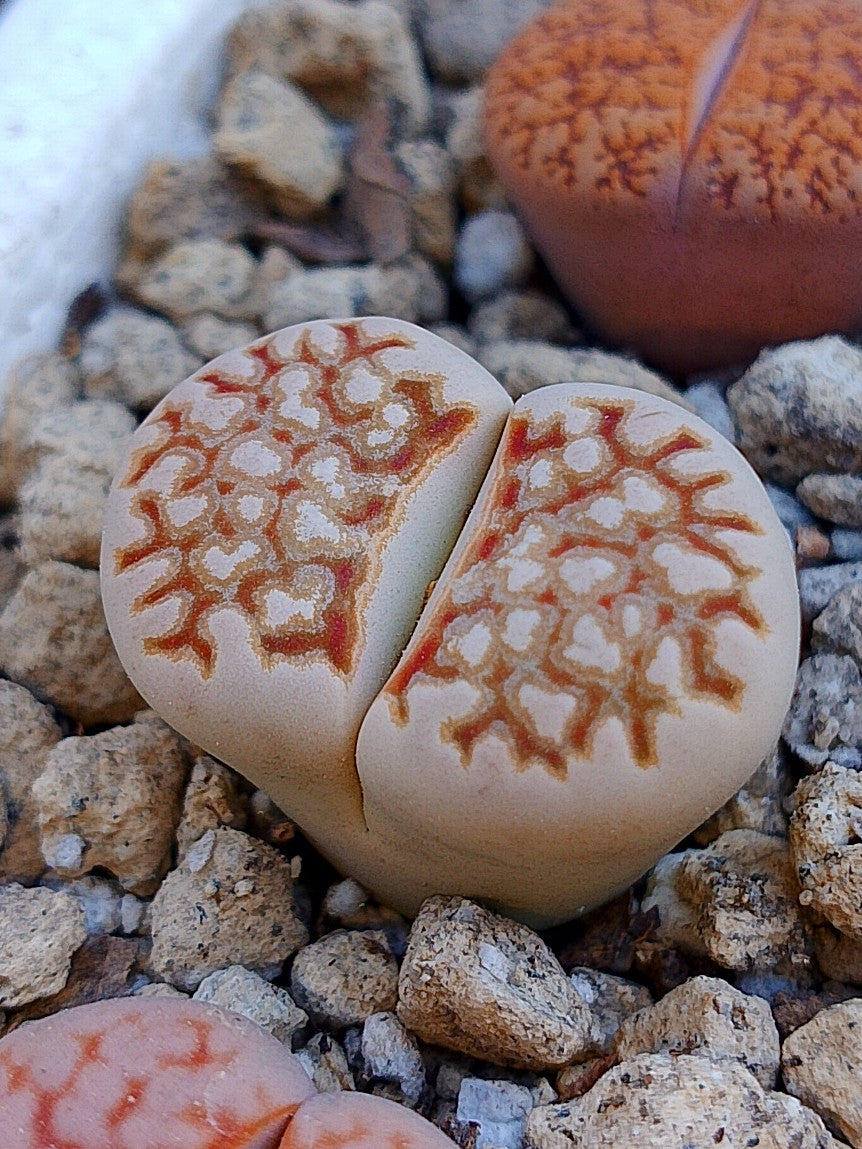 C323 	Lithops julii ssp. fulleri v. fulleri