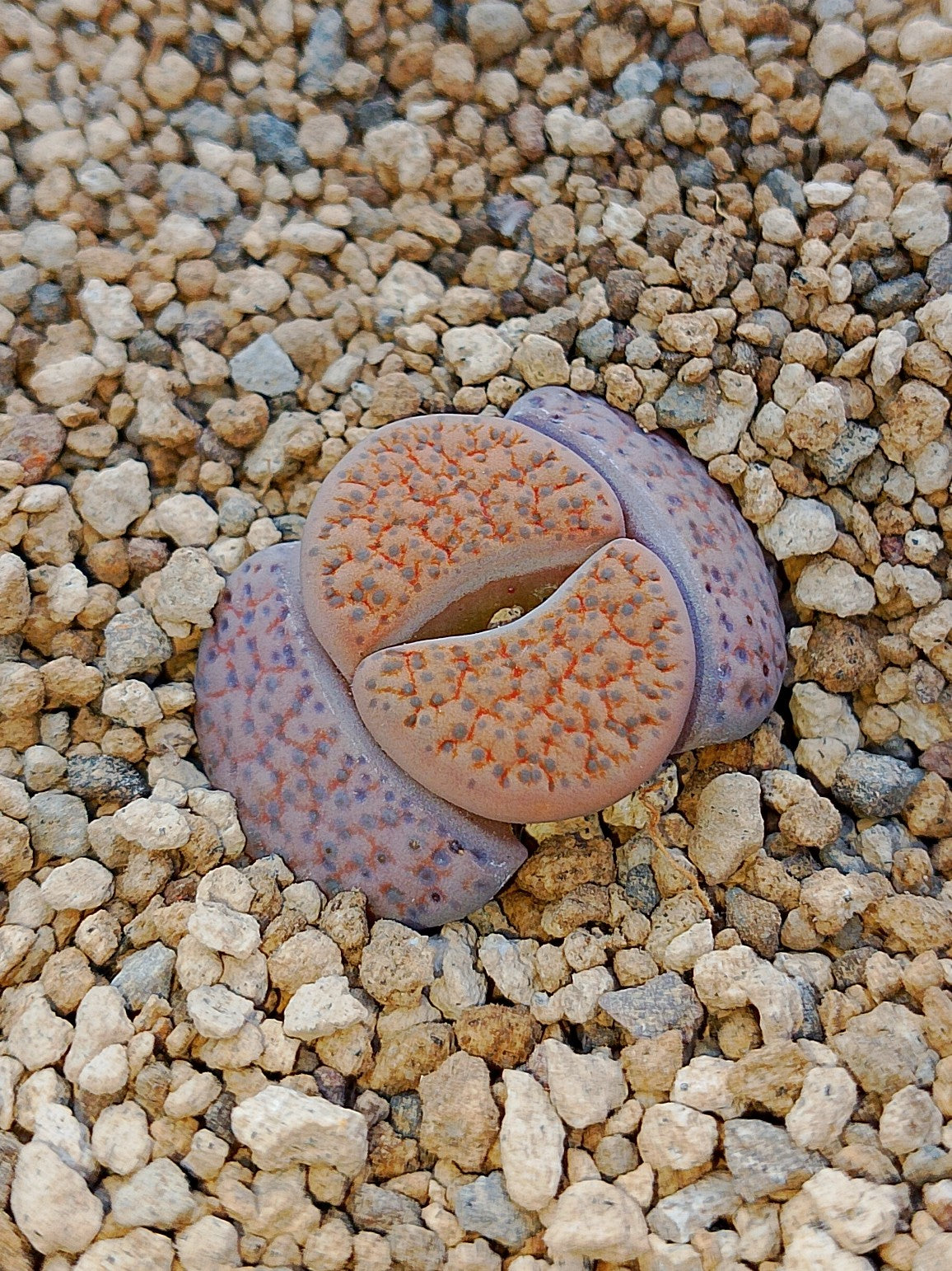 C266 	Lithops fulviceps v. fulviceps