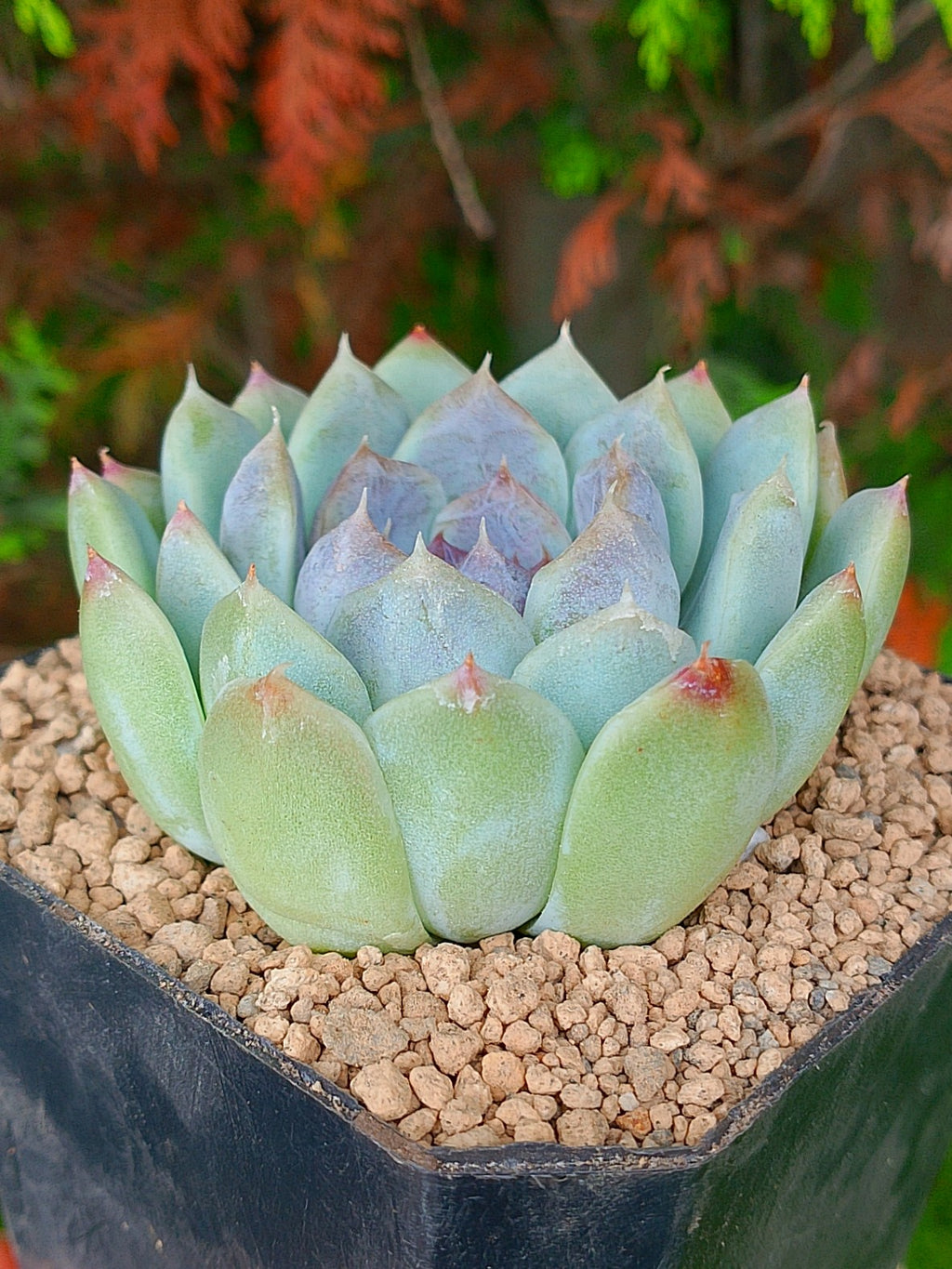 Echeveria Zixia fairy | maceta 3"