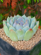 Echeveria Zixia fairy | maceta 3"