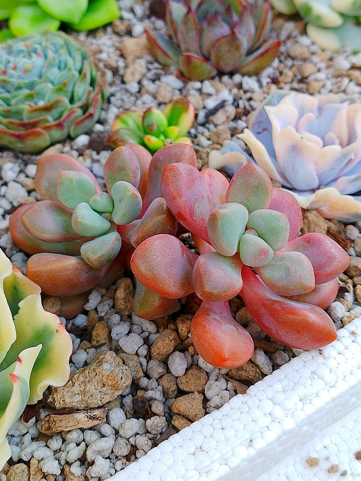 Echeveria Polarie Heart