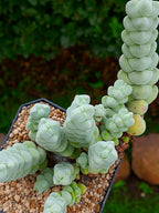 Crassula Plegmatoides | maceta 3.5"
