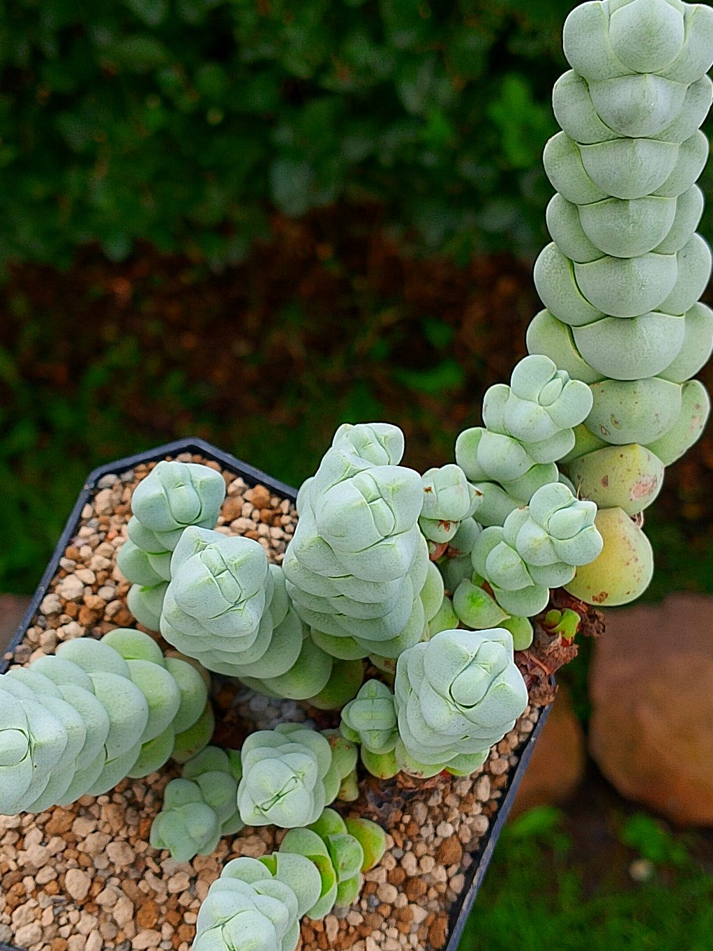 Crassula Plegmatoides | maceta 3.5"