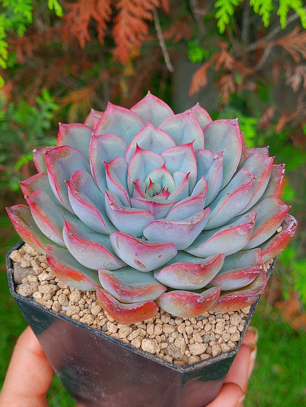 Echeveria Hércules | maceta 4"