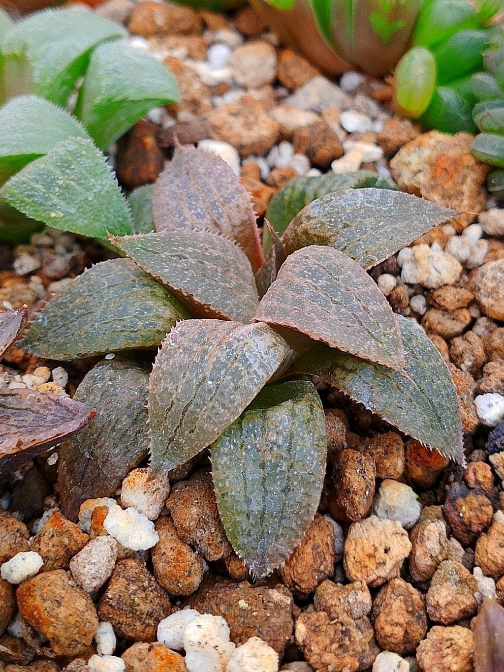 Haworthia RG H | maceta 3"
