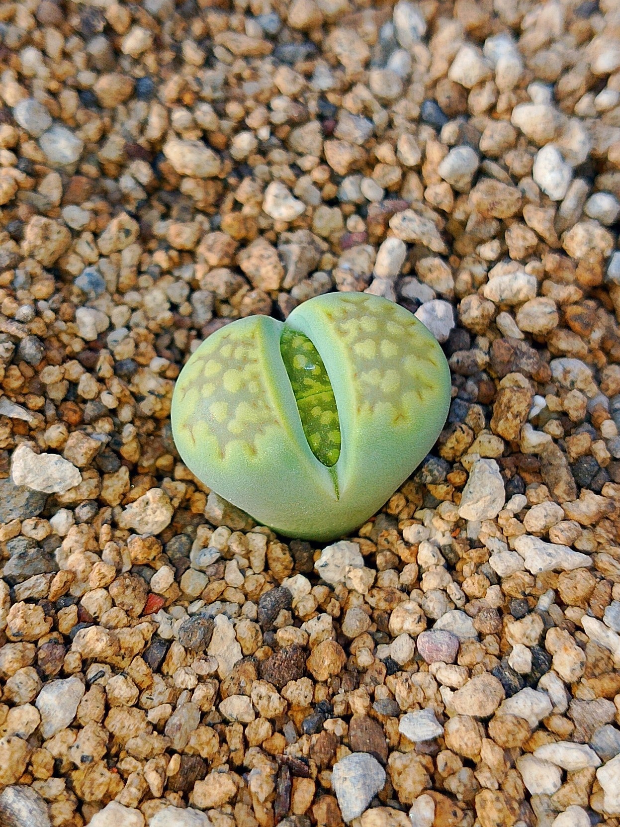 C111A Lithops hallii v. ochracea 'Green Soapstone'