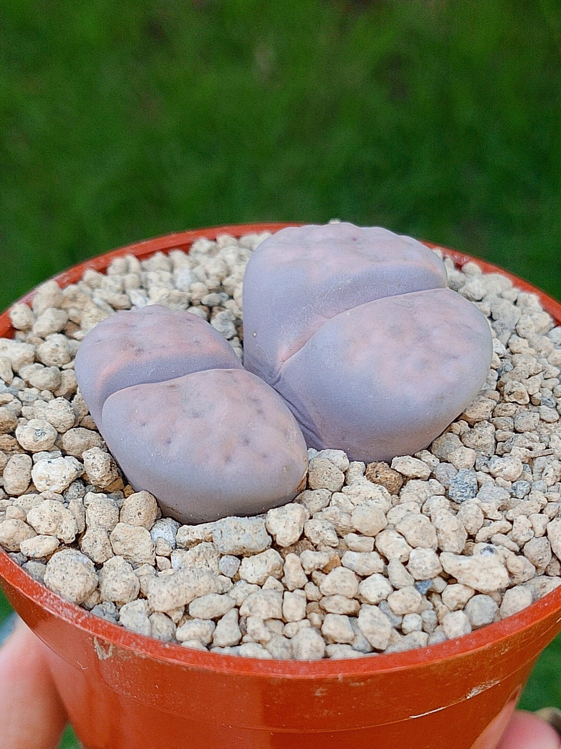 Lithops Híbrido | 2 cabezas