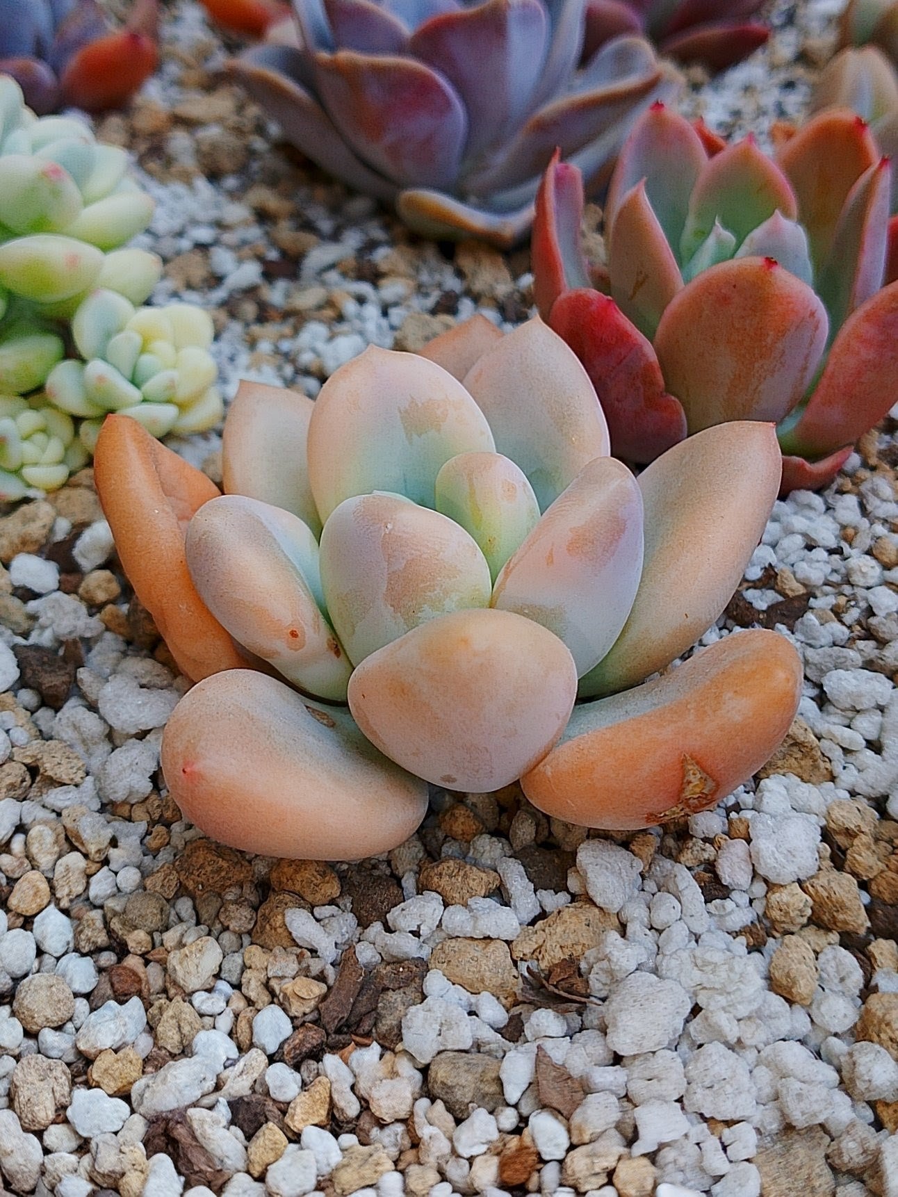 Echeveria Opalina variegada