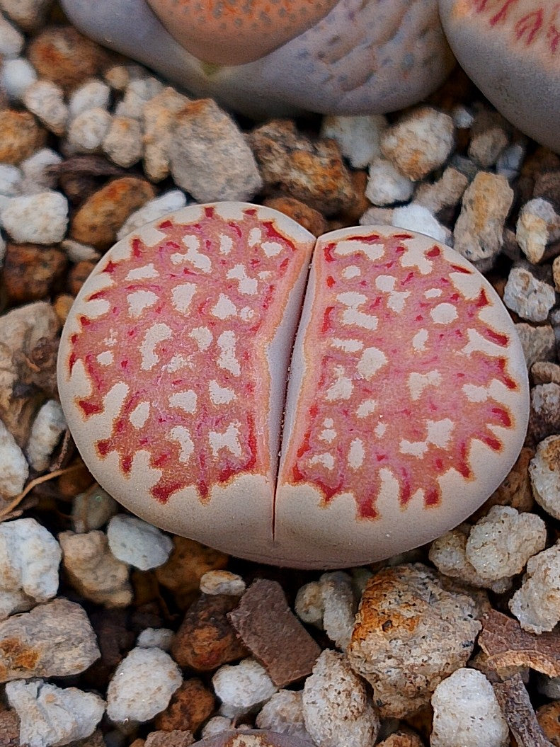 C063 	Lithops julii ssp. julii B