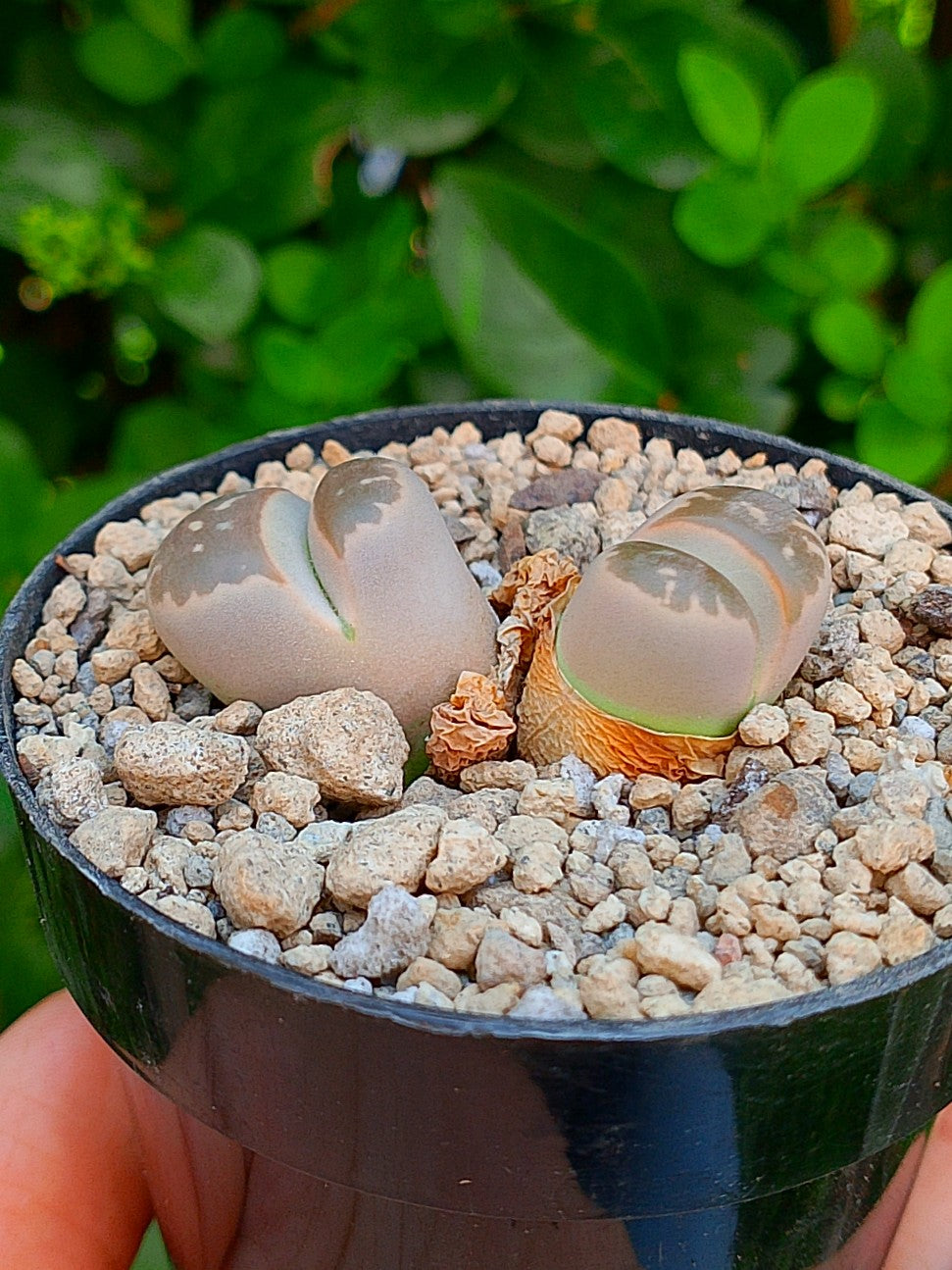 Lithops Olivacea var nebrownii - 2 cabezas