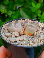 Lithops Olivacea var nebrownii - 2 cabezas