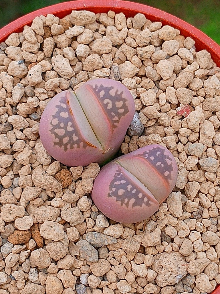 Lithops Olivacea var nebrownii 'red olive'| 2 cabezas