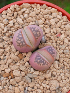 Lithops Olivacea var nebrownii 'red olive'| 2 cabezas