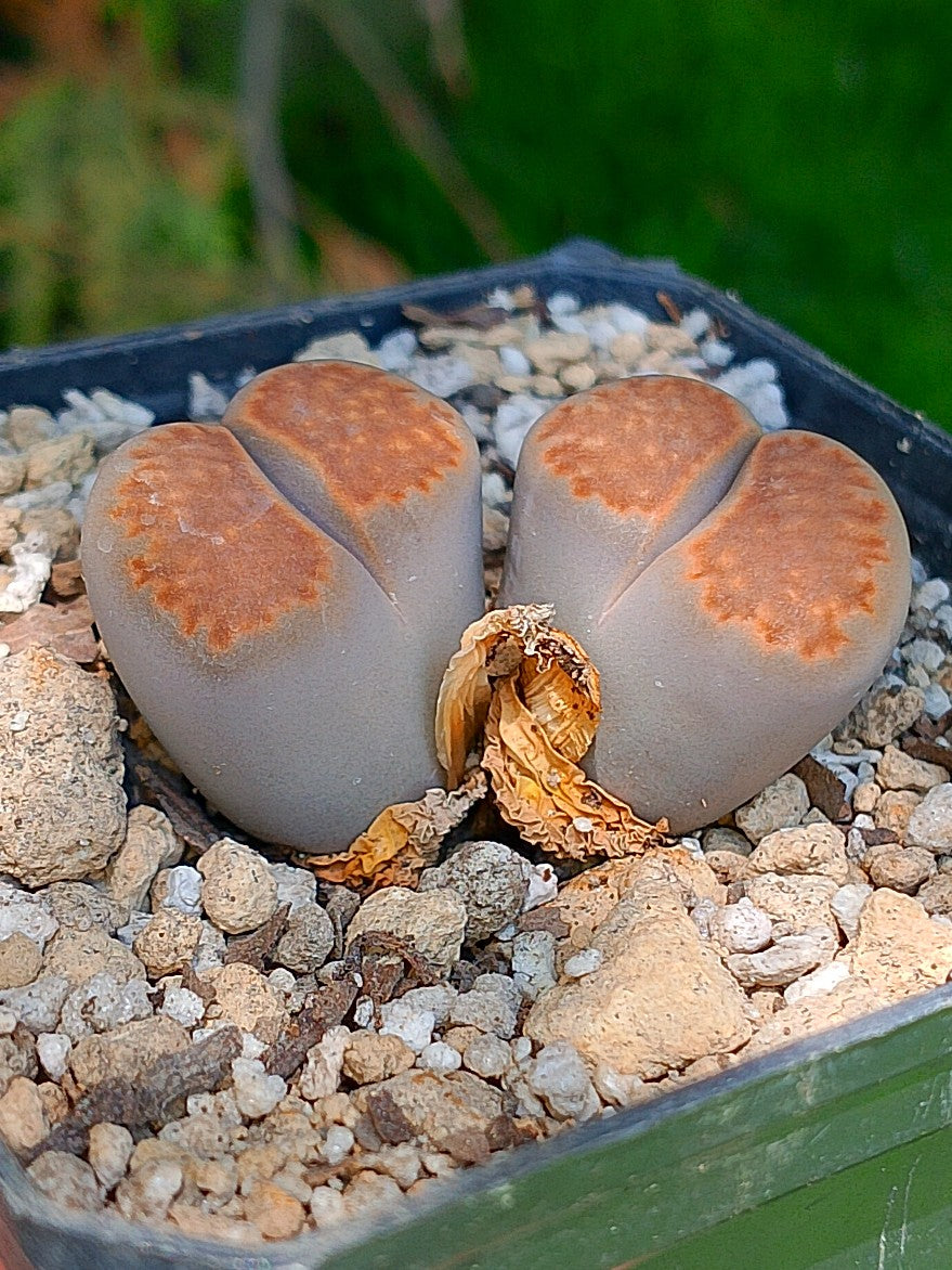 Lithops Hallii  | 2 cabezas