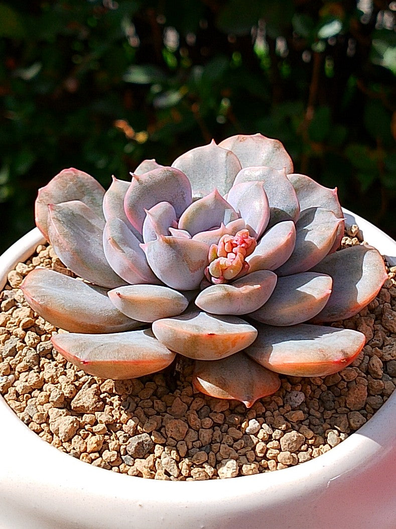 Echeveria pinky punky variegada